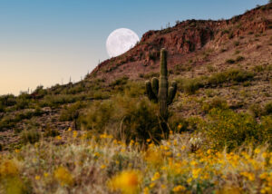 wild arizona photography